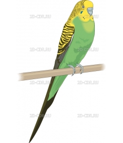 PARAKEET