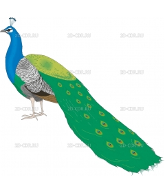 PEACOCK1