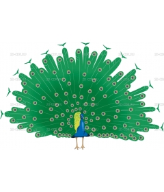 PEACOCK2