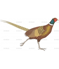 PHEASANT