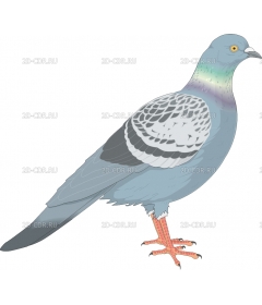 PIGEON