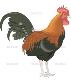 ROOSTER