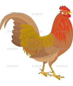 ROOSTER2