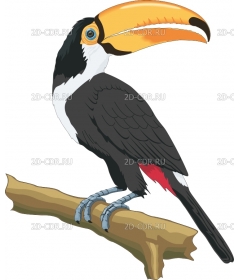 TOUCAN