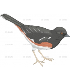 TOWHEE