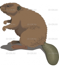 BEAVER