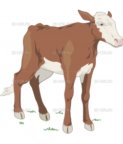 CALF