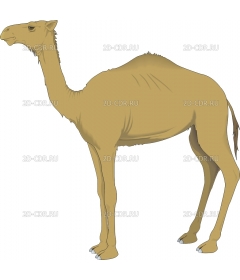 CAMEL