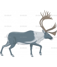 CARIBOU2