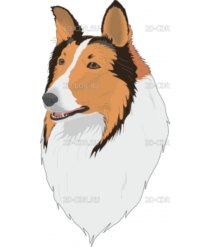 COLLIE