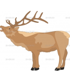 ELK