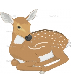 FAWN