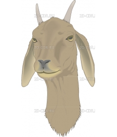 GOATFACE