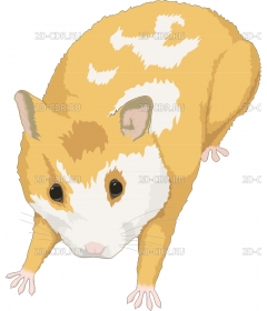 HAMSTER