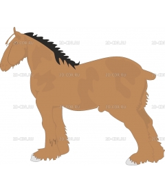 HORSE5