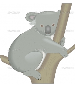 KOALA