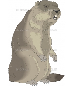 MARMOT