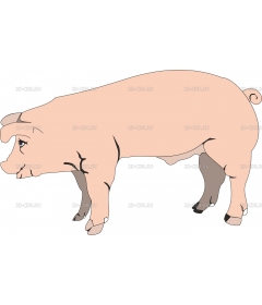 PIG