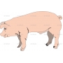 Векторный клипарт «PIG»