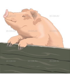 PIG_2