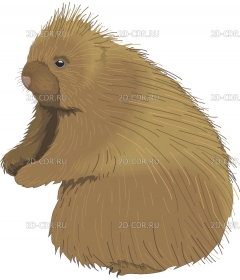 PORCUPIN