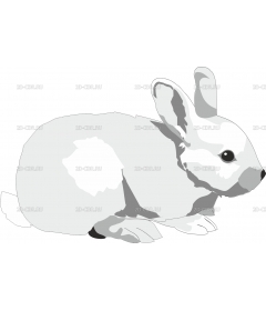 RABBIT4