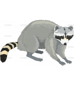 RACCOON