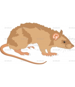 RAT