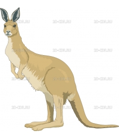 ROO