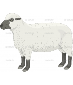 SHEEPT