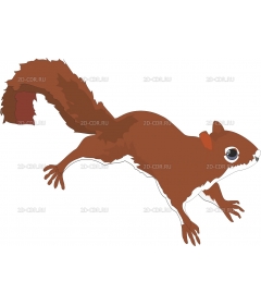 SQUIRREL