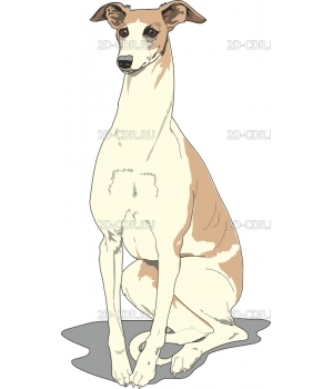 WHIPPET