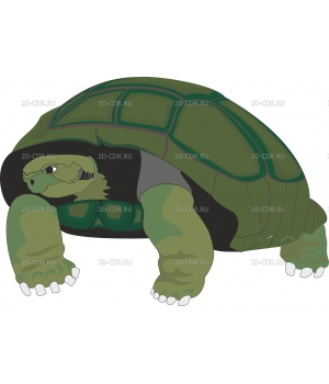 tortois