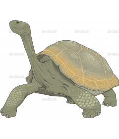 TORTOISE