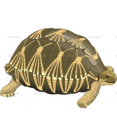 TORTOIST