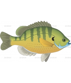 BLUEGILL