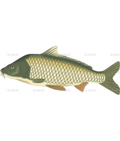 CARP