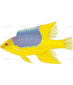 HOGFISH