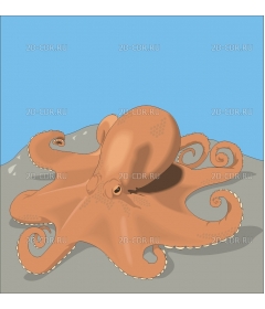 OCTOPUS