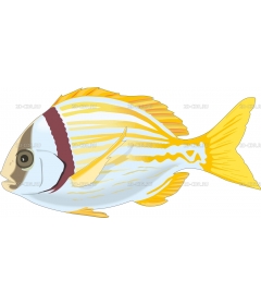 PORKFISH