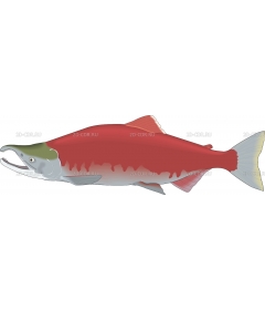 SOCKEYE