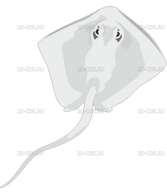 STINGRAY