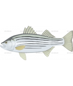 STRIBASS