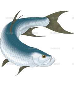 TARPON