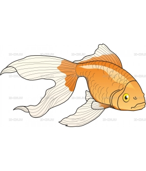 Золотая рыбка (2)