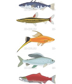 Рыбы (7)