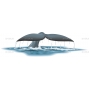 Векторный клипарт «Хвост кита»