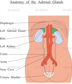 ADRENAL