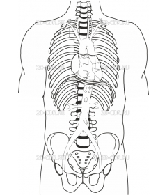 AORTA