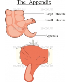 APPENDIZ